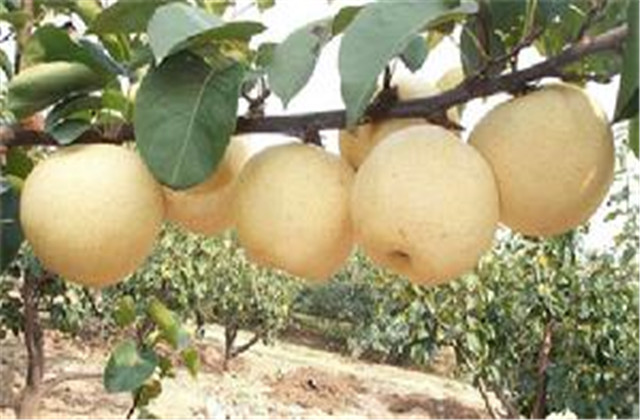 梨树病虫害防治有哪些方法,梨树的病虫防治方法有哪些