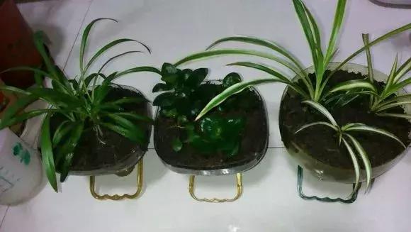 吊兰绿萝花盆制作,用塑料瓶做绿萝吊兰花瓶