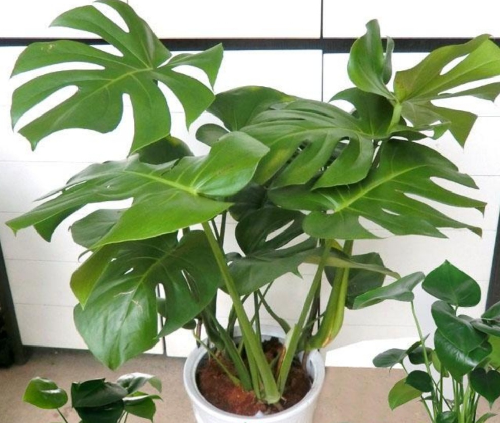 适合室内懒人养的绿色植物独特,有哪些绿色观叶植物不怕冷