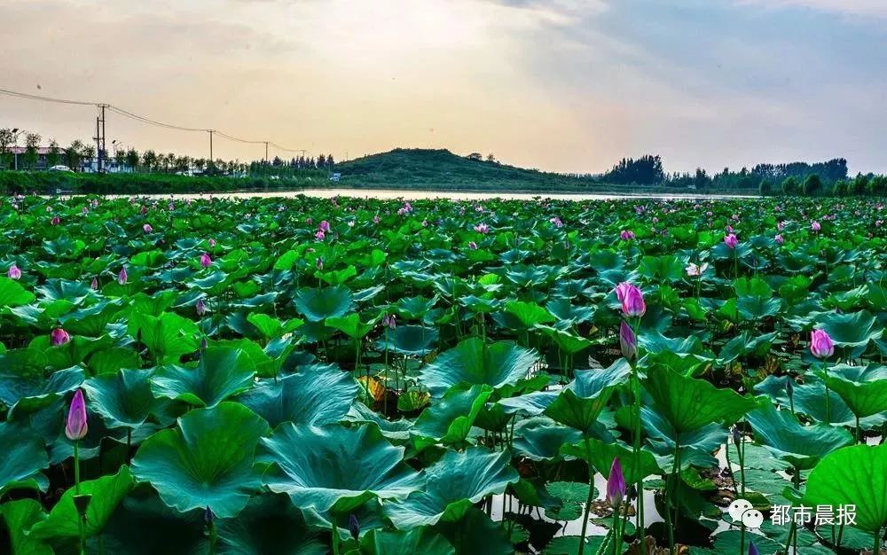 徐州荷花欣赏景区,徐州云龙湖赏荷花