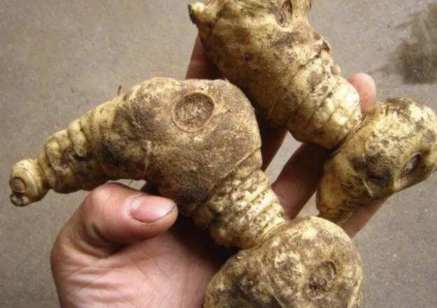 老虎姜实物,什么样子的老虎姜最好卖