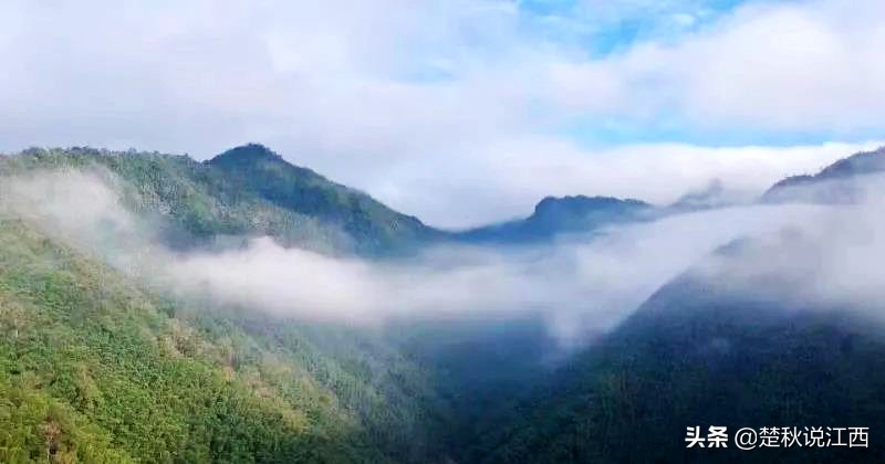江西武陵红茶,江西最好的红茶