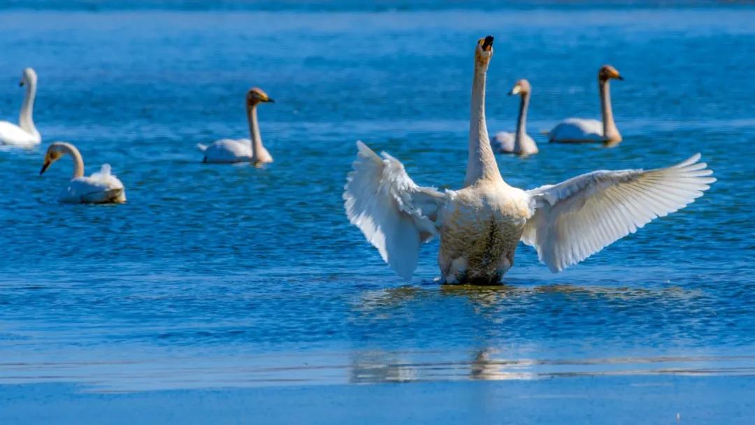 一生必背50首宋诗,一生必背60首宋诗大全