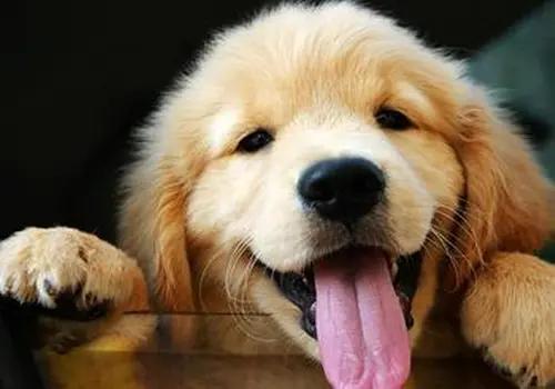 狗狗嘴周红肿怎么治疗,狗狗耳朵发炎可以吃成人消炎药吗