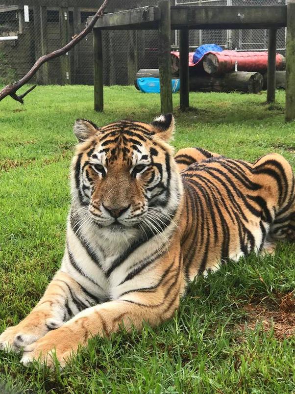 老虎为什么用舌头舔伤口,老虎舌头跟狮子的舌头一样吗