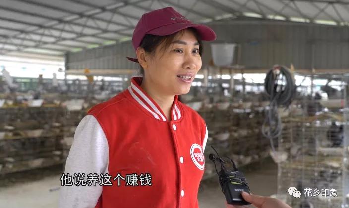 大新养鸽致富项目,养鸽发财致富之路