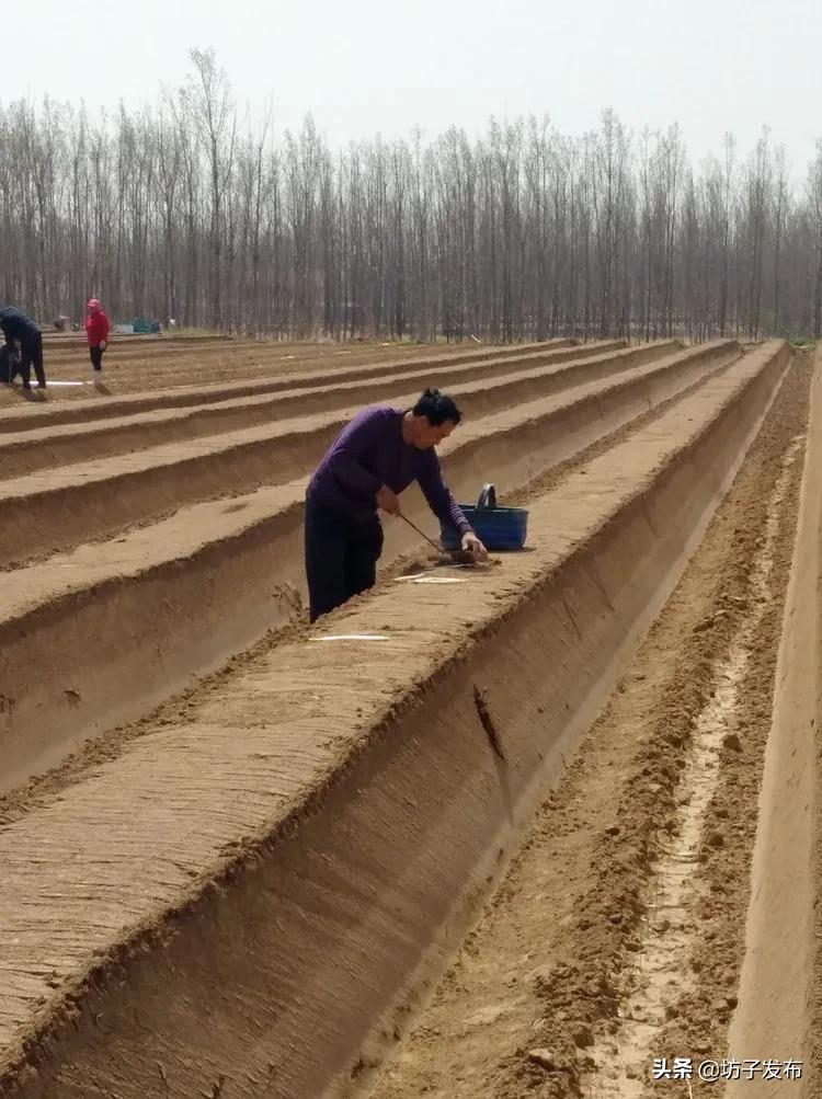 鎴戜滑鏉ュ埌浜嗕腑鍥界殑鑺︾瑡涔嬩埂,鍧婂瓙鑺︾瑡