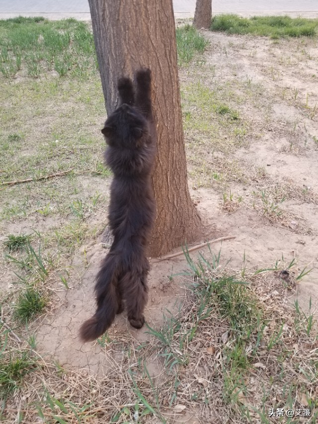 光影中的生灵仙鹤,光影生灵幻化图