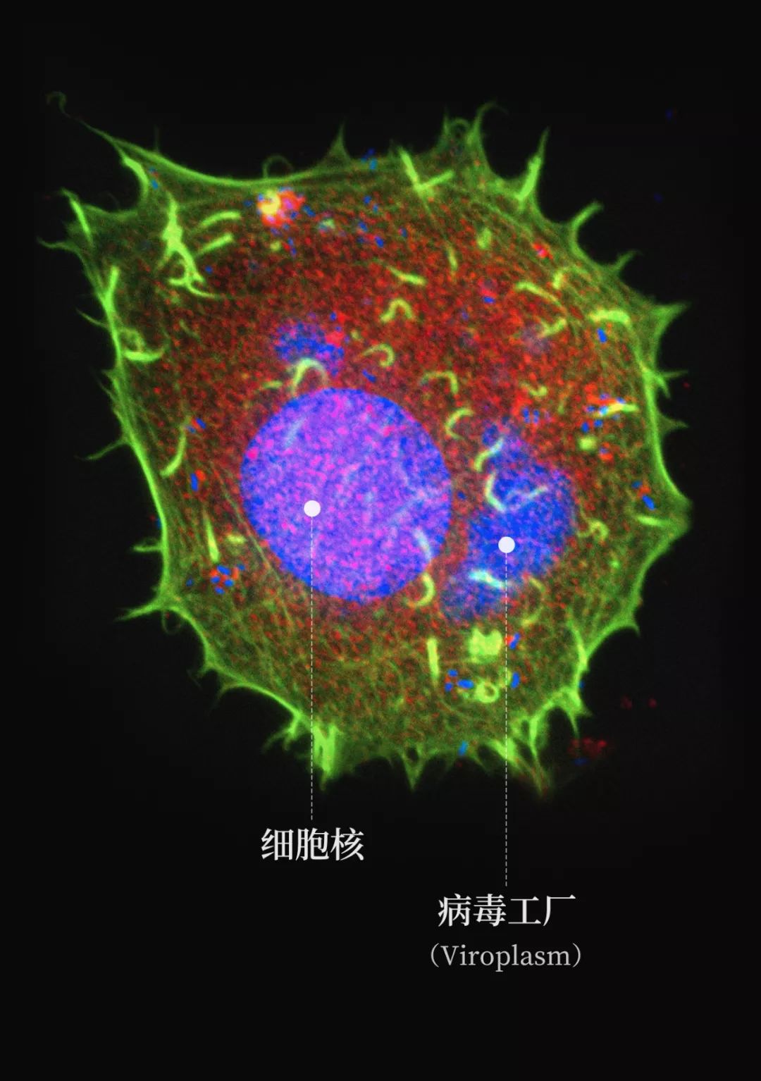 感染病毒后的168小时，你的体内都发生了什么？
