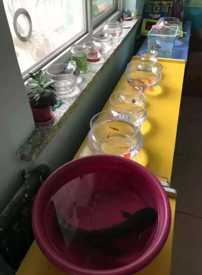 幼儿园手工作业逼疯家长,幼儿园手工作业难倒家长系列