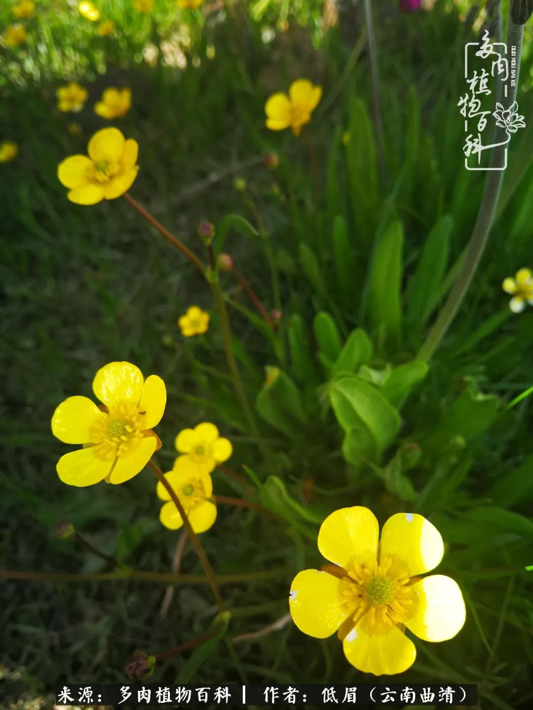 多肉看多了审美疲劳，今晚上点不一样的野味