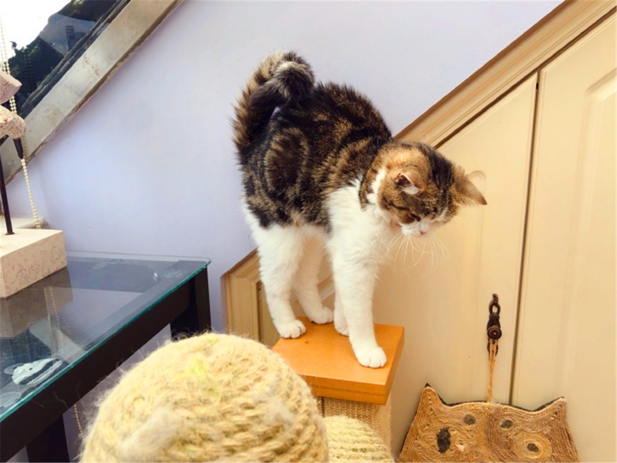 这些名贵的中华田园猫你都知道吗,田园猫哪个品种最稀少