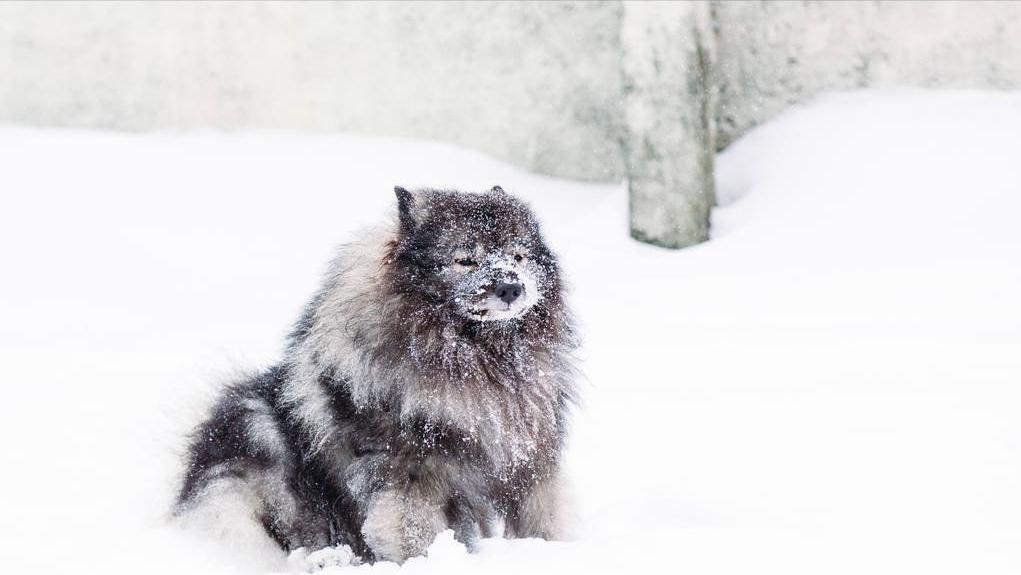 老狗临死前跑到野外和主人告别,养了16年的狗临终前跟主人告别