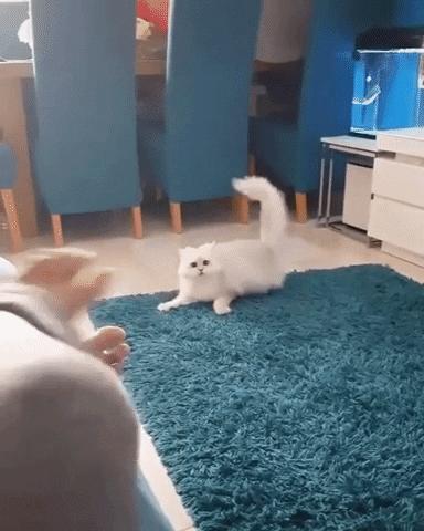 橘猫被抓警察局,肥猫被警察带走判刑