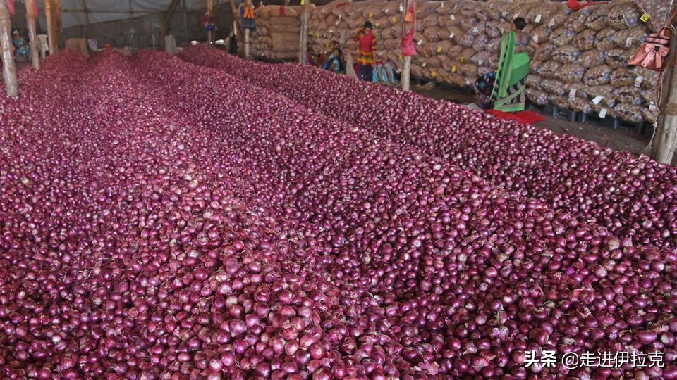 印度为什么要禁止洋葱出口 (印度为啥禁止洋葱出口)