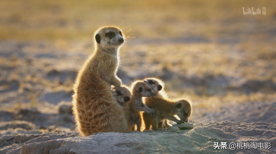 bbc纪录片最值得看的,bbc神级纪录片豆瓣评分超9