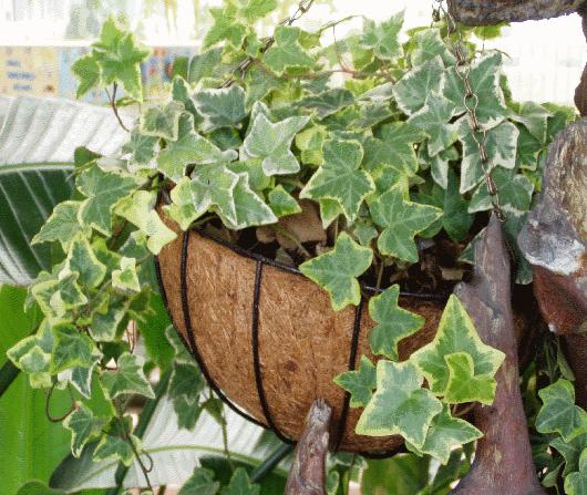 五种植物最能净化空气除甲醛,甲醛克星植物大全