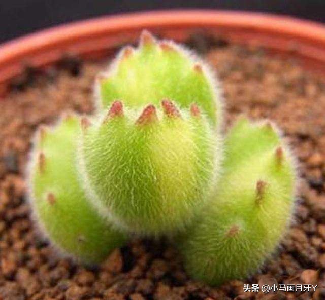 冬季动物成语大全,动物成语大全及答案100个