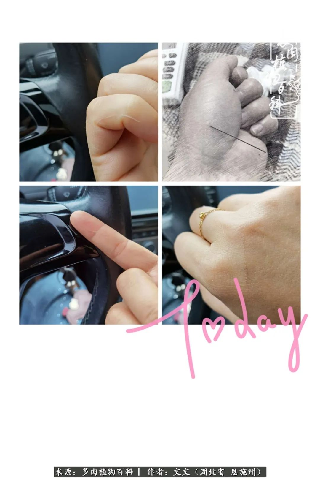 夏季多肉花园图片,初夏多肉花园