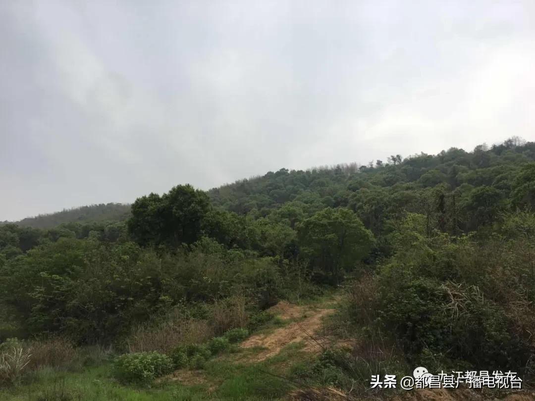 都昌县苏山乡牌楼戴村（上）：马鞍岛上凤翔飞