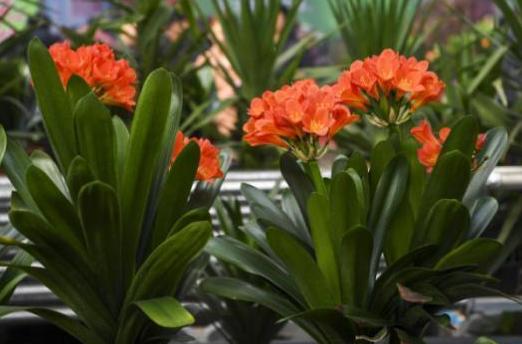 新手养君子兰盆栽养殖方法和技巧,花卉盆栽大全君子兰怎么养