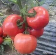 番茄烂果专用药,番茄烂用什么药