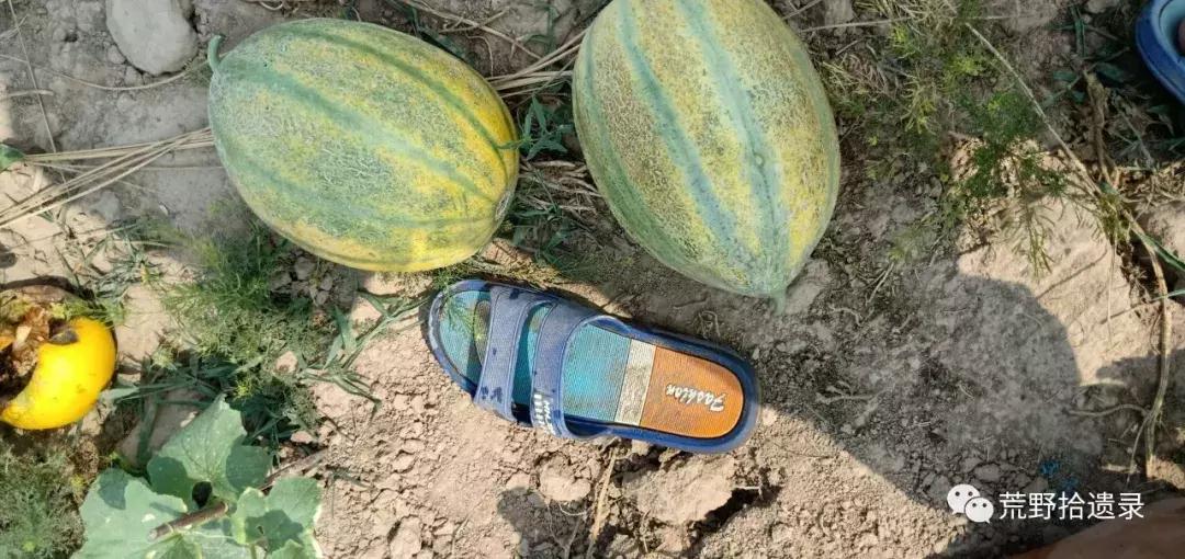 四川适合种植哈密瓜甜瓜品种,甜瓜种植技术新疆哈密瓜
