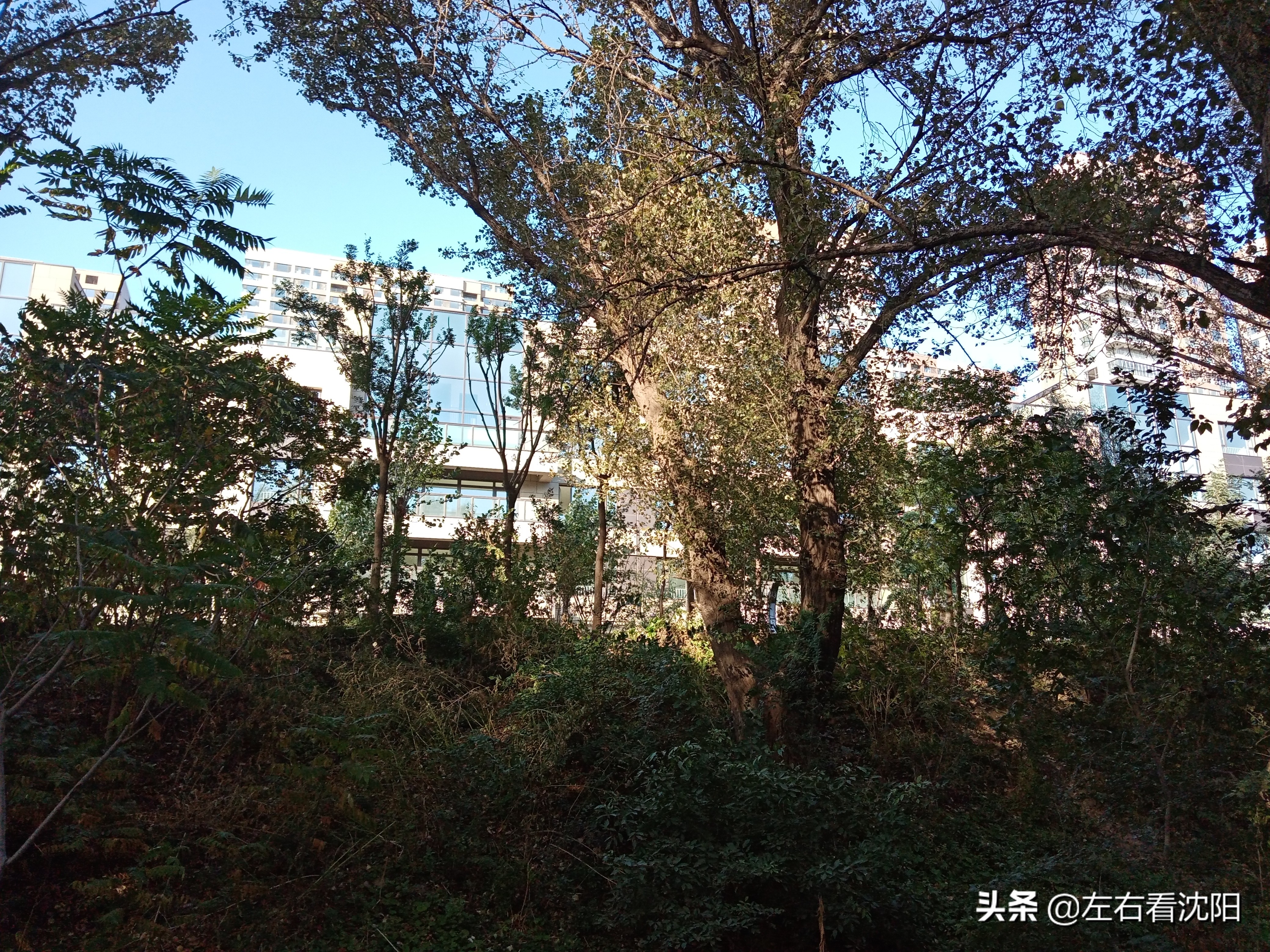 沈阳沈水湾公园看日出,沈阳浑河看海的地方