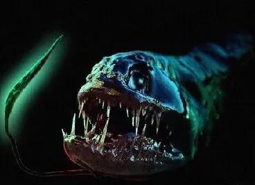 你知道海底的最深处有什么吗,海底最深处到底有什么