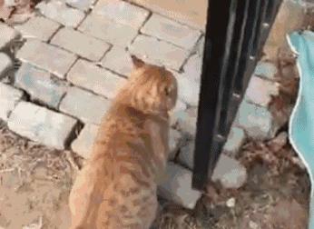 自从有了橘猫，我终于体会到什么叫“十橘九渣”！