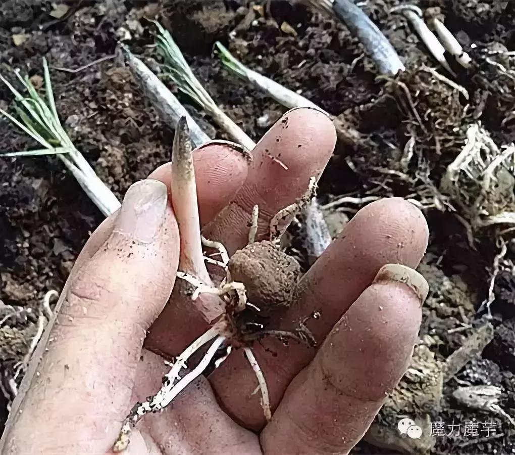 种植魔芋和种植石菖蒲哪个更赚钱,种植一亩魔芋一年能挣多少钱