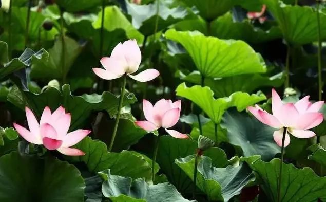 沈阳夏季赏荷旅游攻略,沈阳周边赏荷胜地