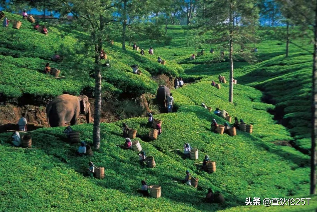 斯里兰卡努沃勒埃利耶打工靠谱吗,斯里兰卡努沃勒埃利耶