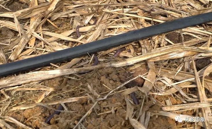 大新养鸽致富项目,养鸽发财致富之路