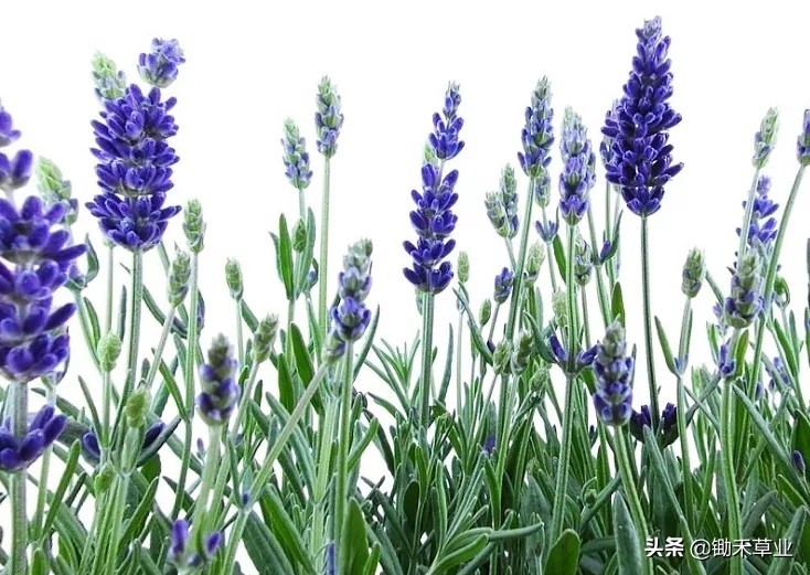 抹不去的记忆-狭叶薰衣草