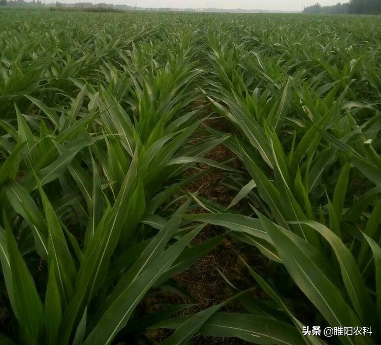 尿素高产,尿素增产最快方法