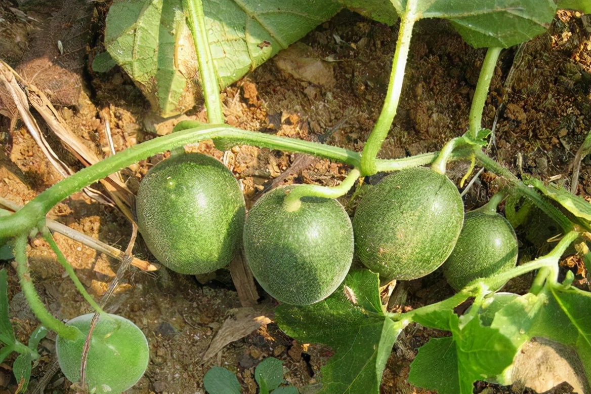 葫芦科蔬菜特点图,葫芦类蔬菜有哪些