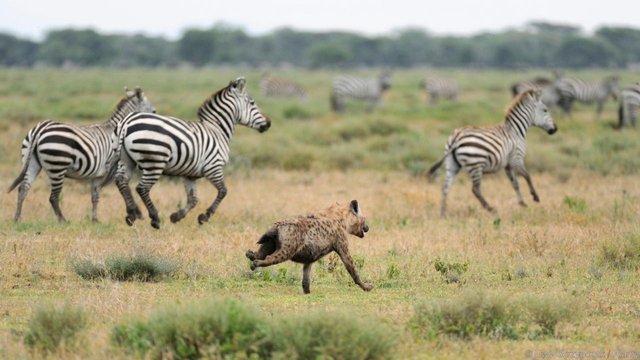 鬣狗是草原上最厉害的捕食者,斑鬣狗的生存方法