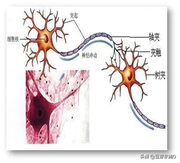 大脑思维导图,大脑就是一张思维导图
