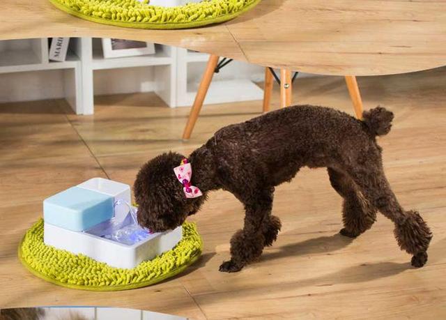 泰迪不容易生病,泰迪有什么对人有害的病菌