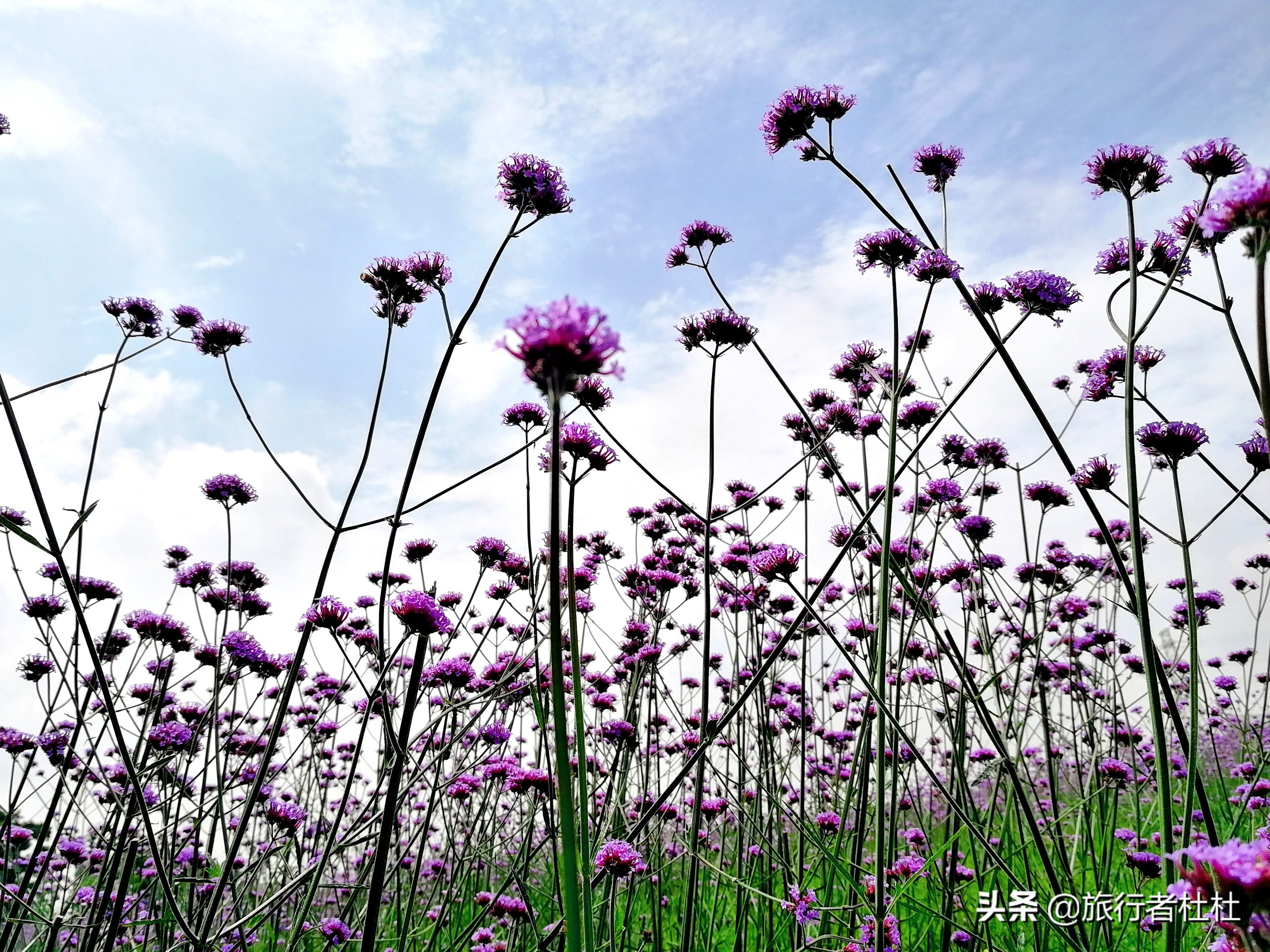 江北荪湖马鞭草花园,荪湖马鞭草花海要买票吗