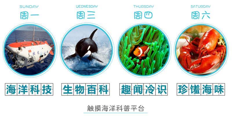东港海鲜北极贝,高档海鲜北极贝