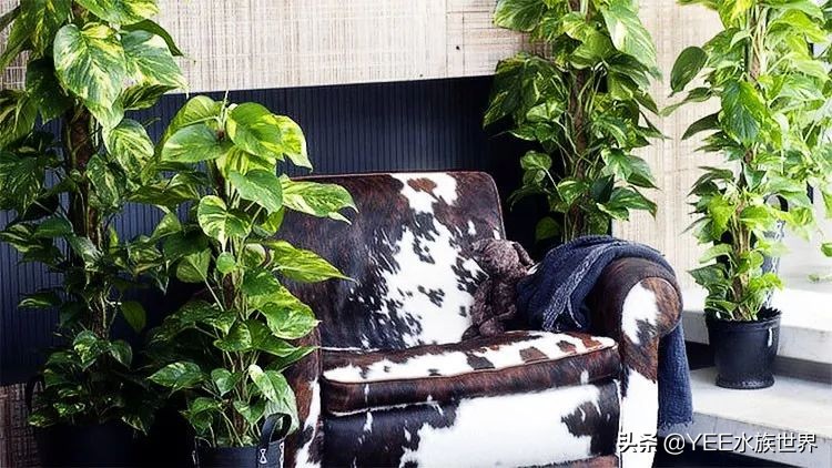 鱼缸养绿萝入缸前如何转水,绿萝转水