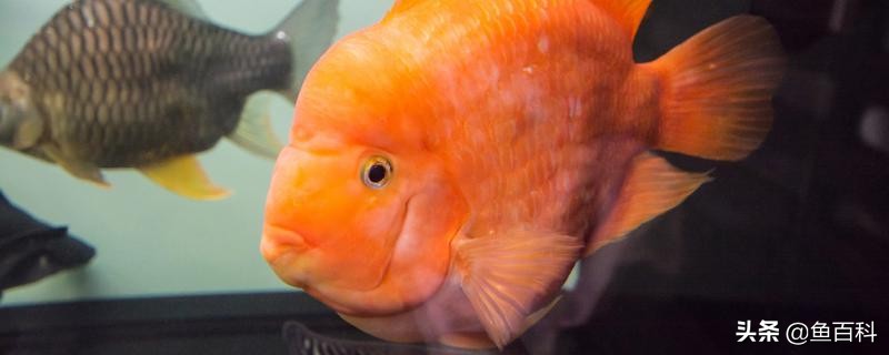 龙鱼和鹦鹉鱼混养水温多少合适啊,鹦鹉鱼突眼水温可以调到32度吗