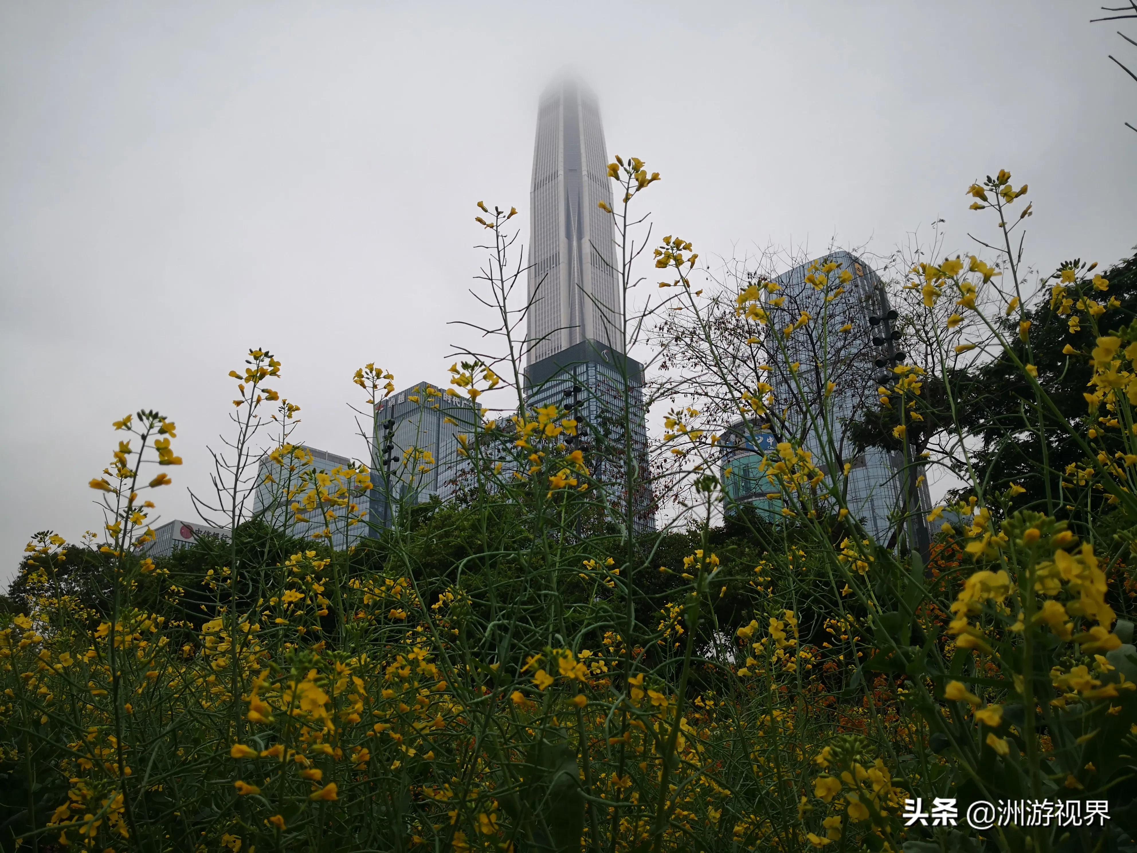 深圳大鹏油菜花,深圳光明油菜花