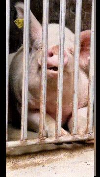 搞笑gif开心一刻原来高手在民间,搞笑gif开心一刻我受了太多的委屈