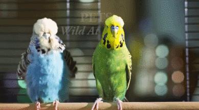 豆瓣9.1，看一次被萌一次，根本顶不住它们的可爱