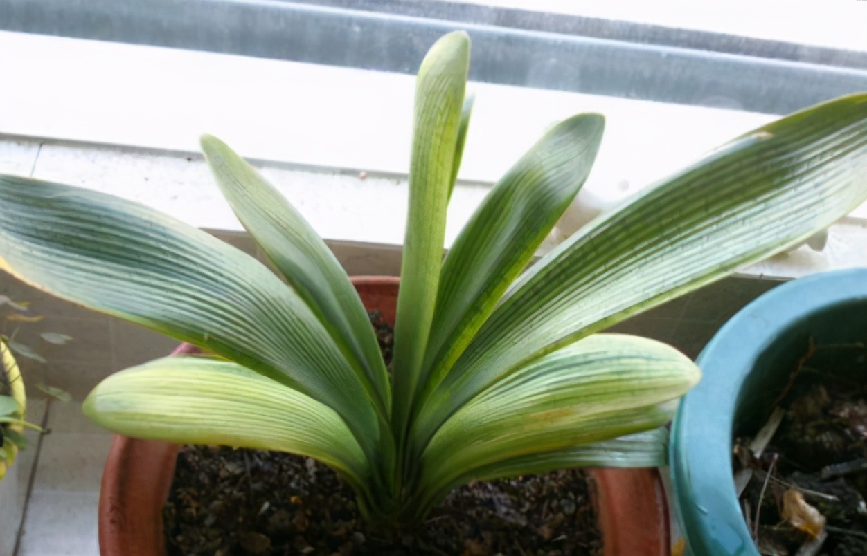 君子兰怎样养护可以长期不用换盆,养君子兰啥时候换盆最合适