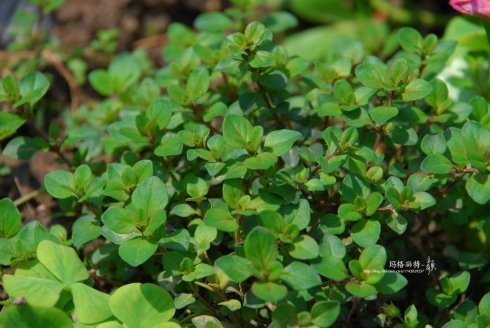 西餐常用的十三种香草介绍大全,西餐中常用的15种香料和香草