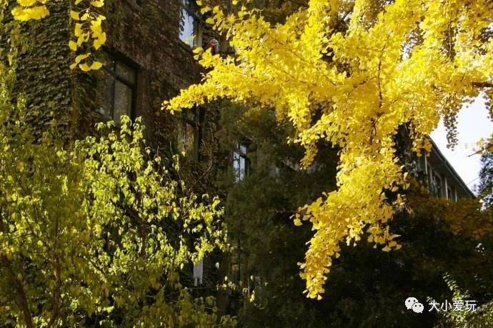 北京12处绝美的银杏林赏叶指南,北京银杏观赏地